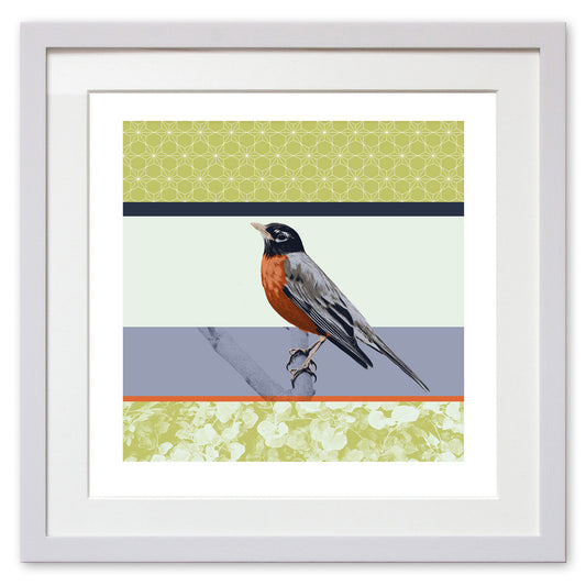 American Robin