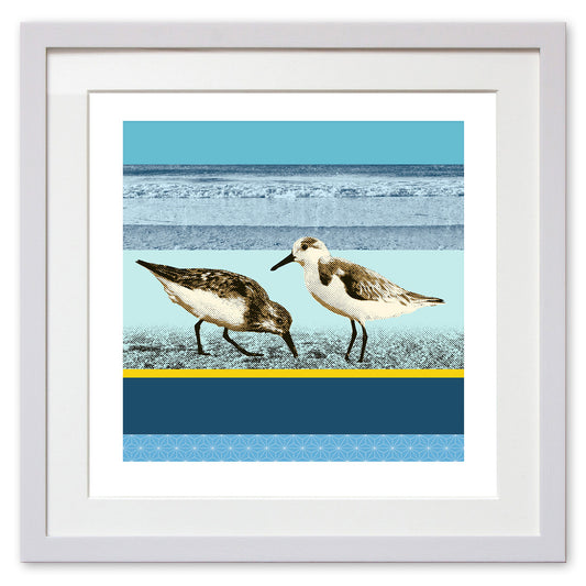 Sanderlings
