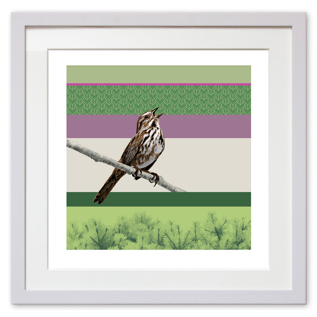 Song Sparrow
