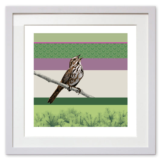 Song Sparrow
