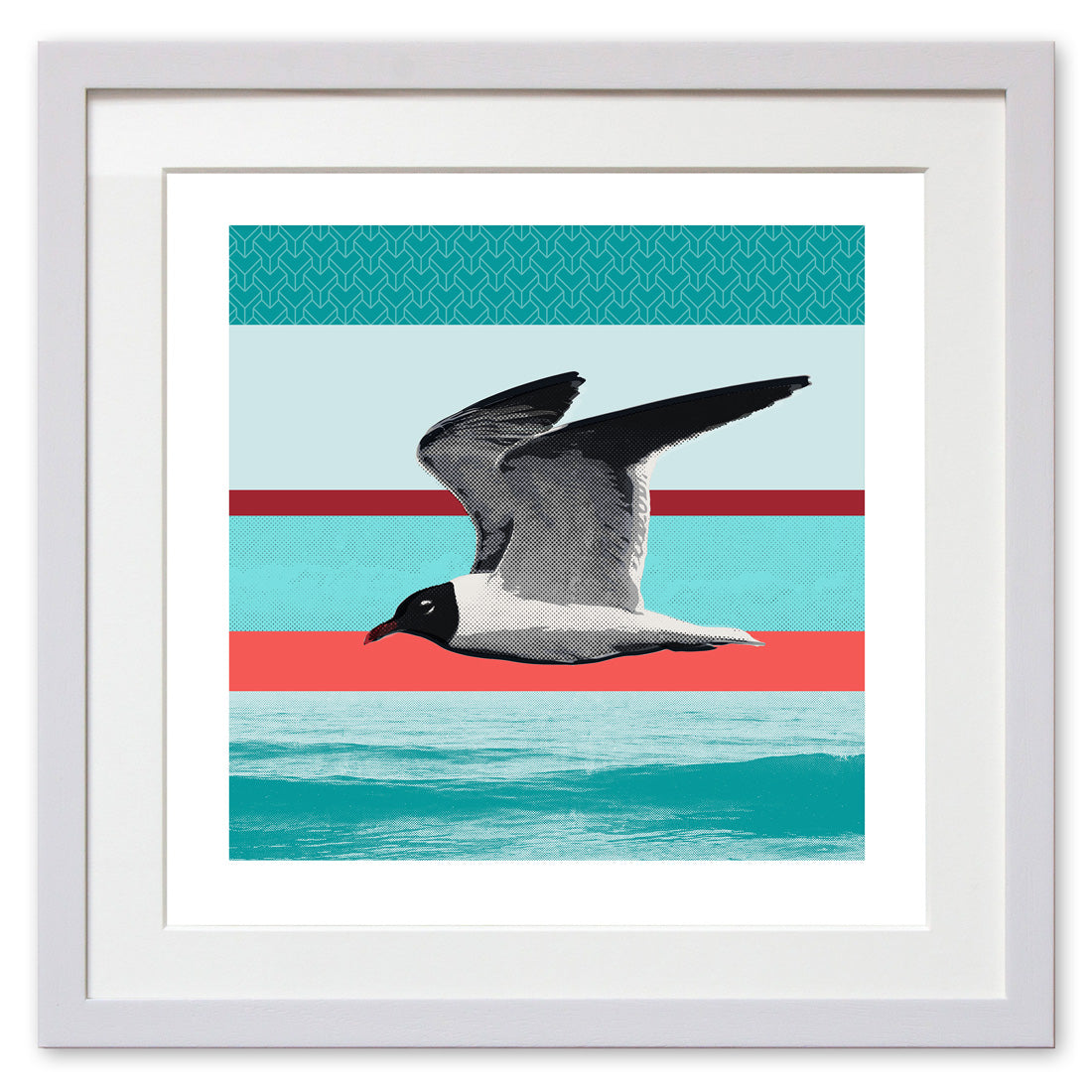 Laughing Gull