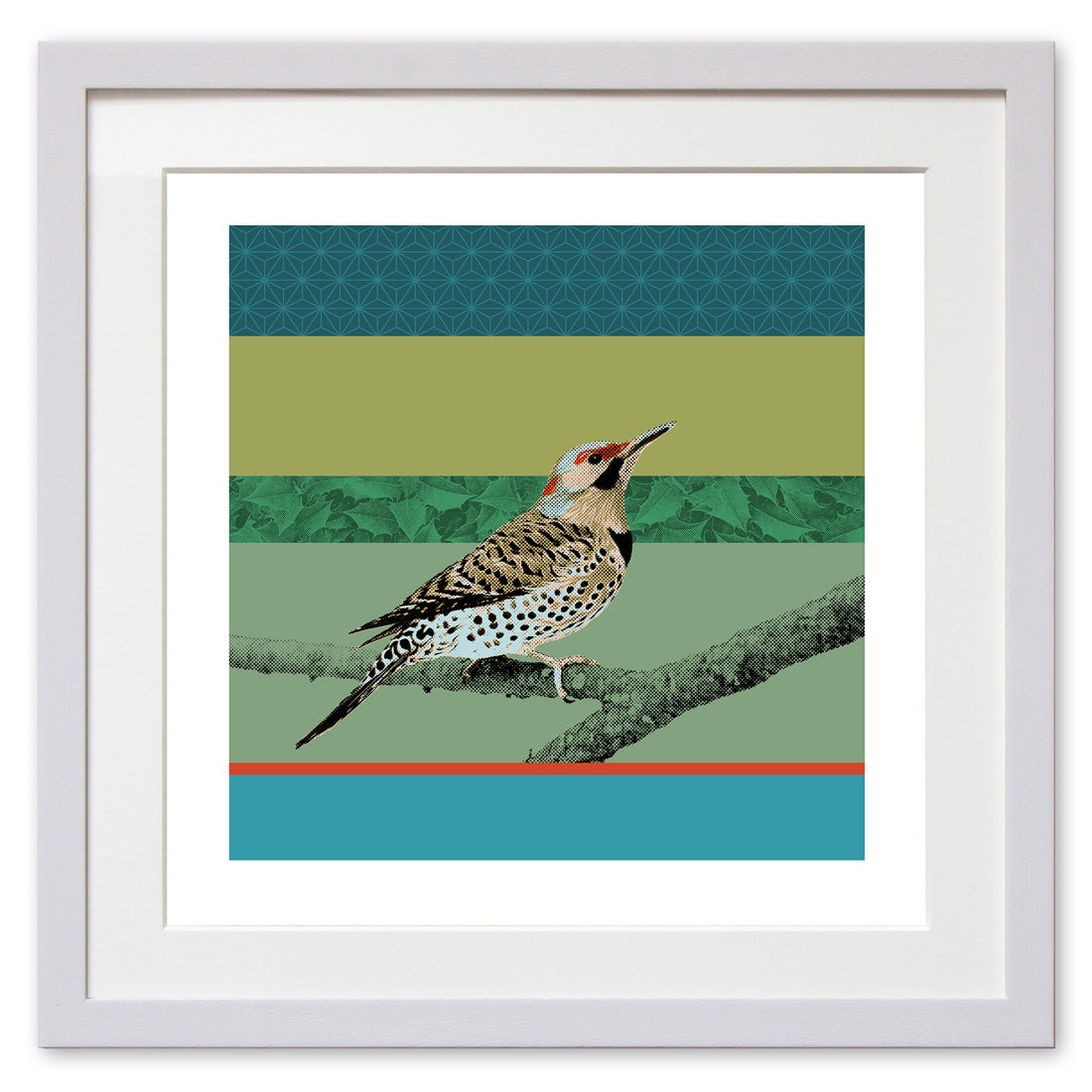 Northern Flicker