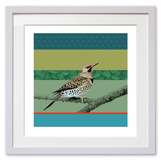 Northern Flicker